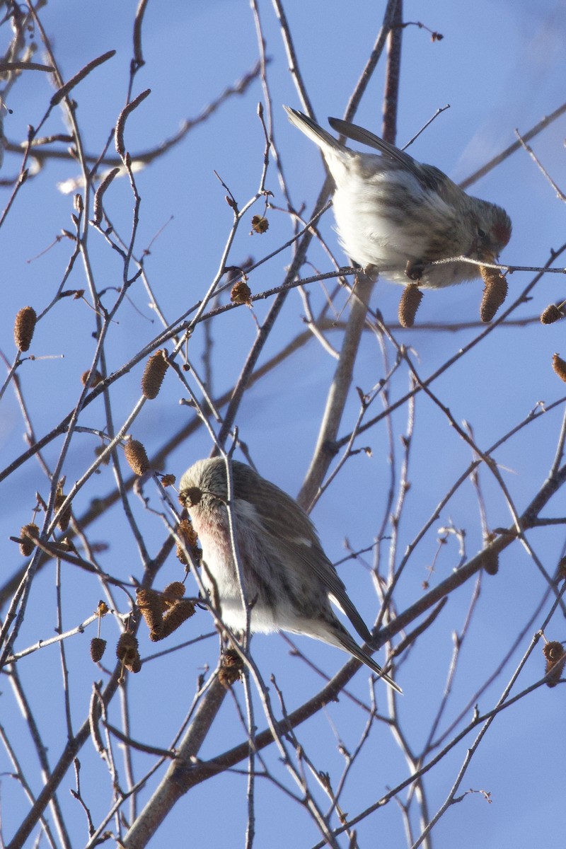 Redpoll (Common) - ML647641595