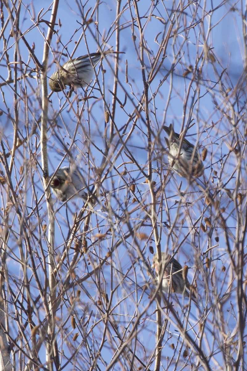 Redpoll (Common) - ML647641596