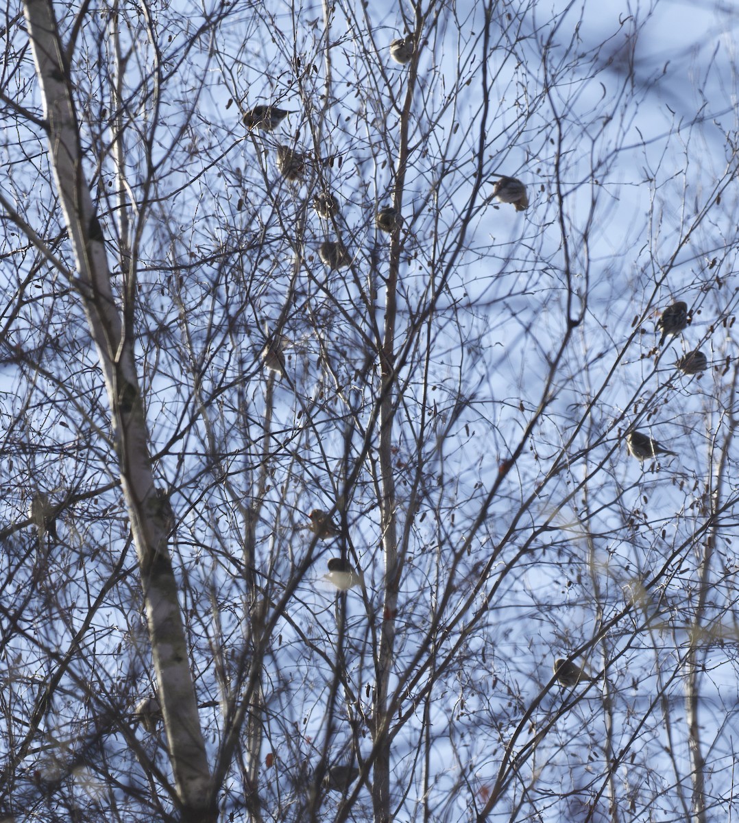 Redpoll (Common) - ML647641598