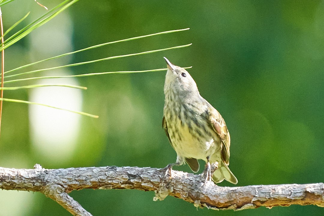 Cape May Warbler - ML647641616