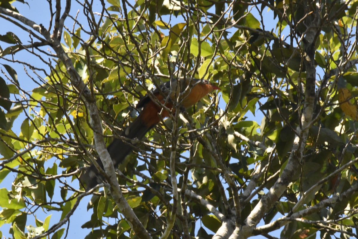 Red-billed Malkoha - ML647641621