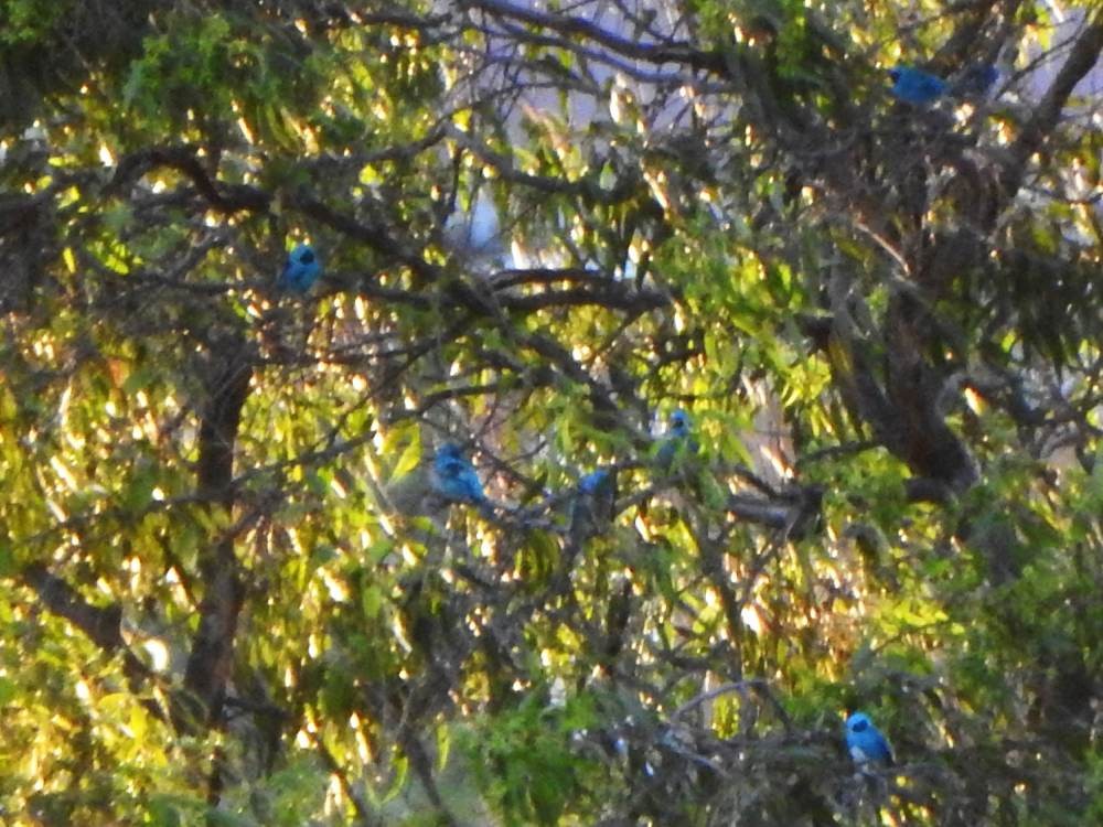 Swallow Tanager - ML647641638