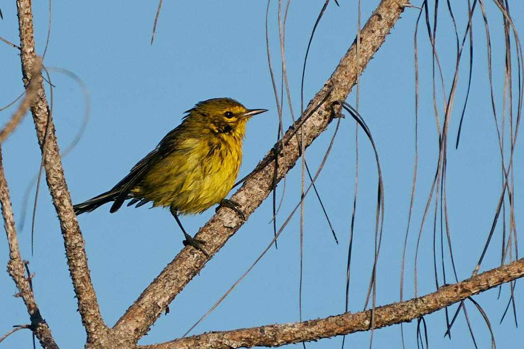 Пісняр-лісовик прерієвий - ML647641640