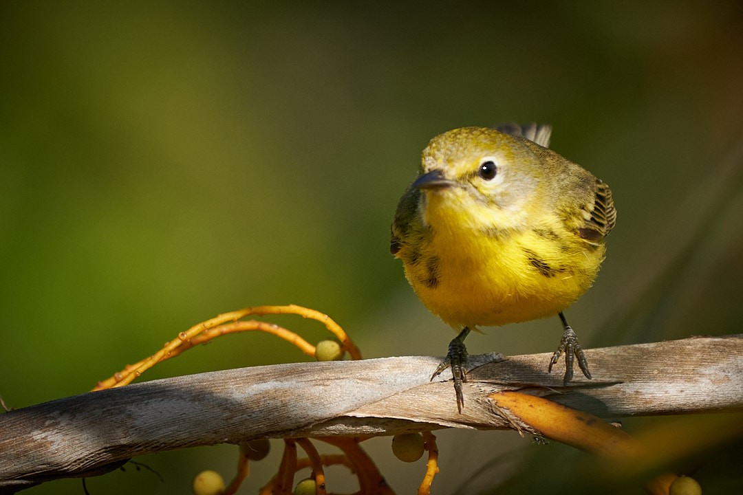 Пісняр-лісовик прерієвий - ML647641641