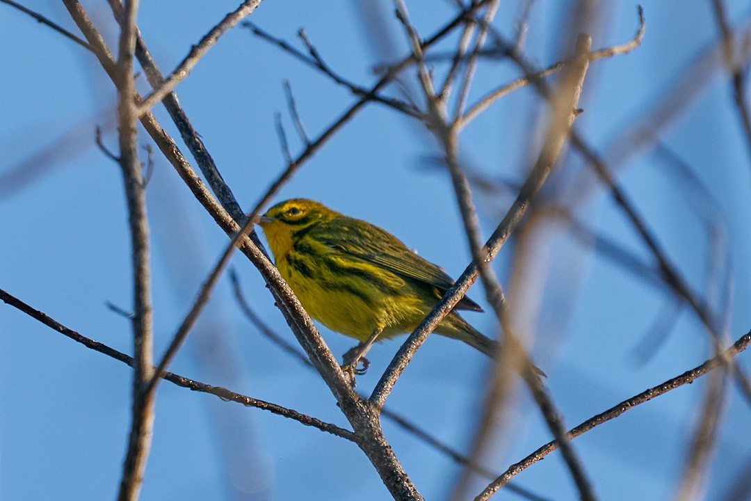 Пісняр-лісовик прерієвий - ML647641642