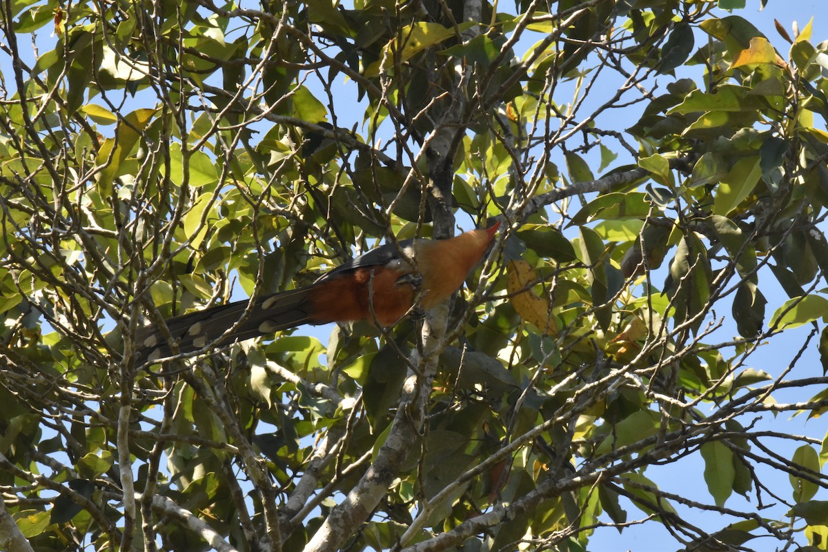 Red-billed Malkoha - ML647641643