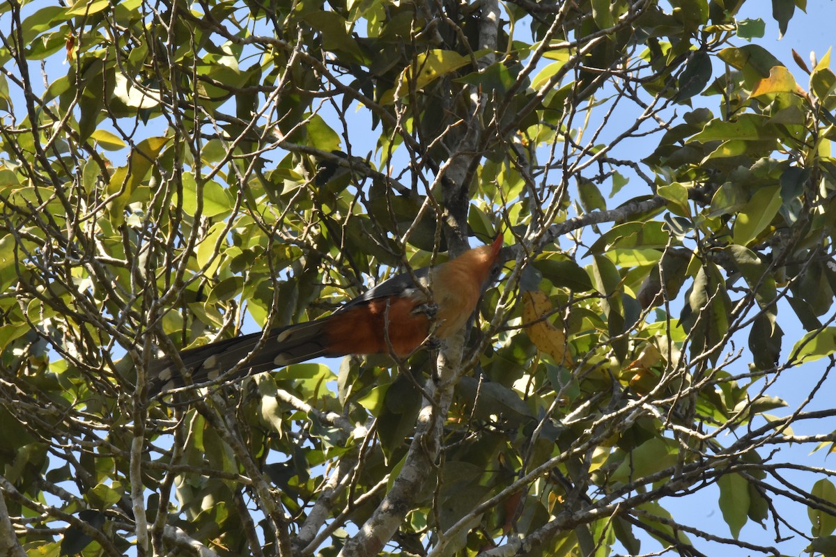 Red-billed Malkoha - ML647641688