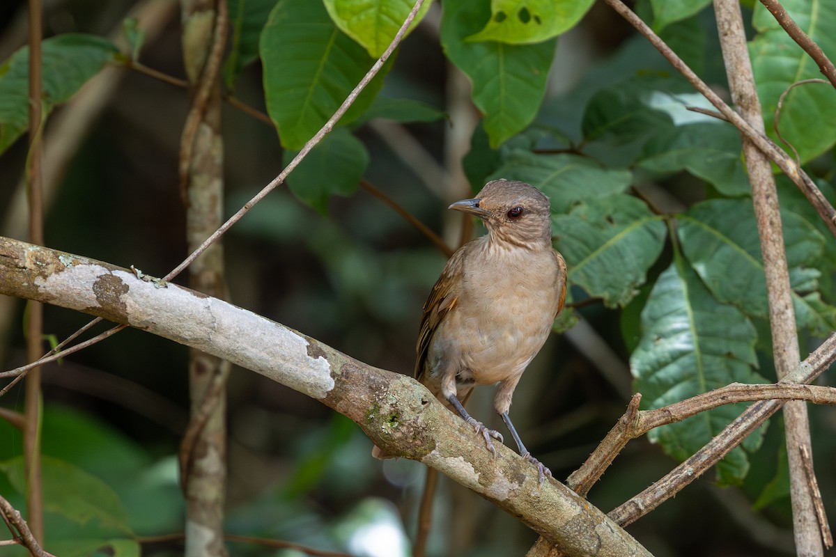 Pale-breasted Thrush - ML647641705