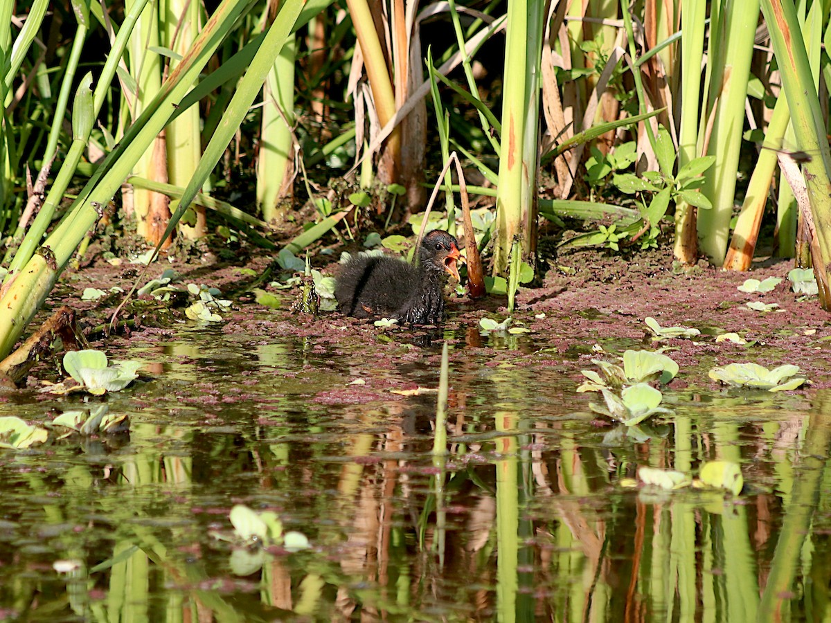 Amerika Sutavuğu - ML647641707