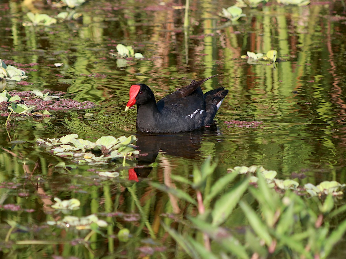 Amerika Sutavuğu - ML647641708