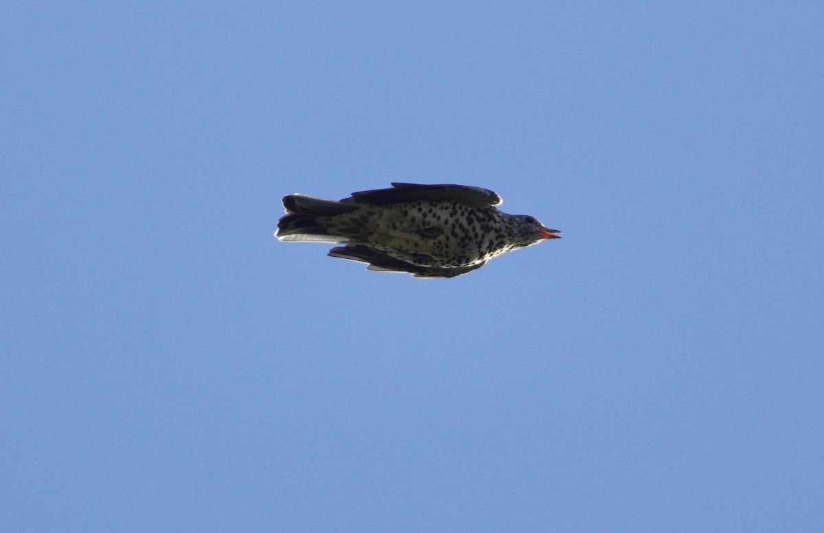 Grive draine - ML647641727