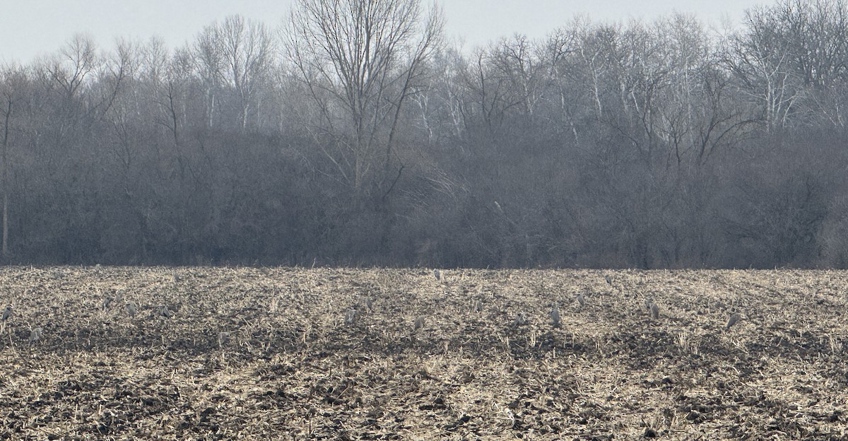 Great Blue Heron (Great Blue) - ML647641760