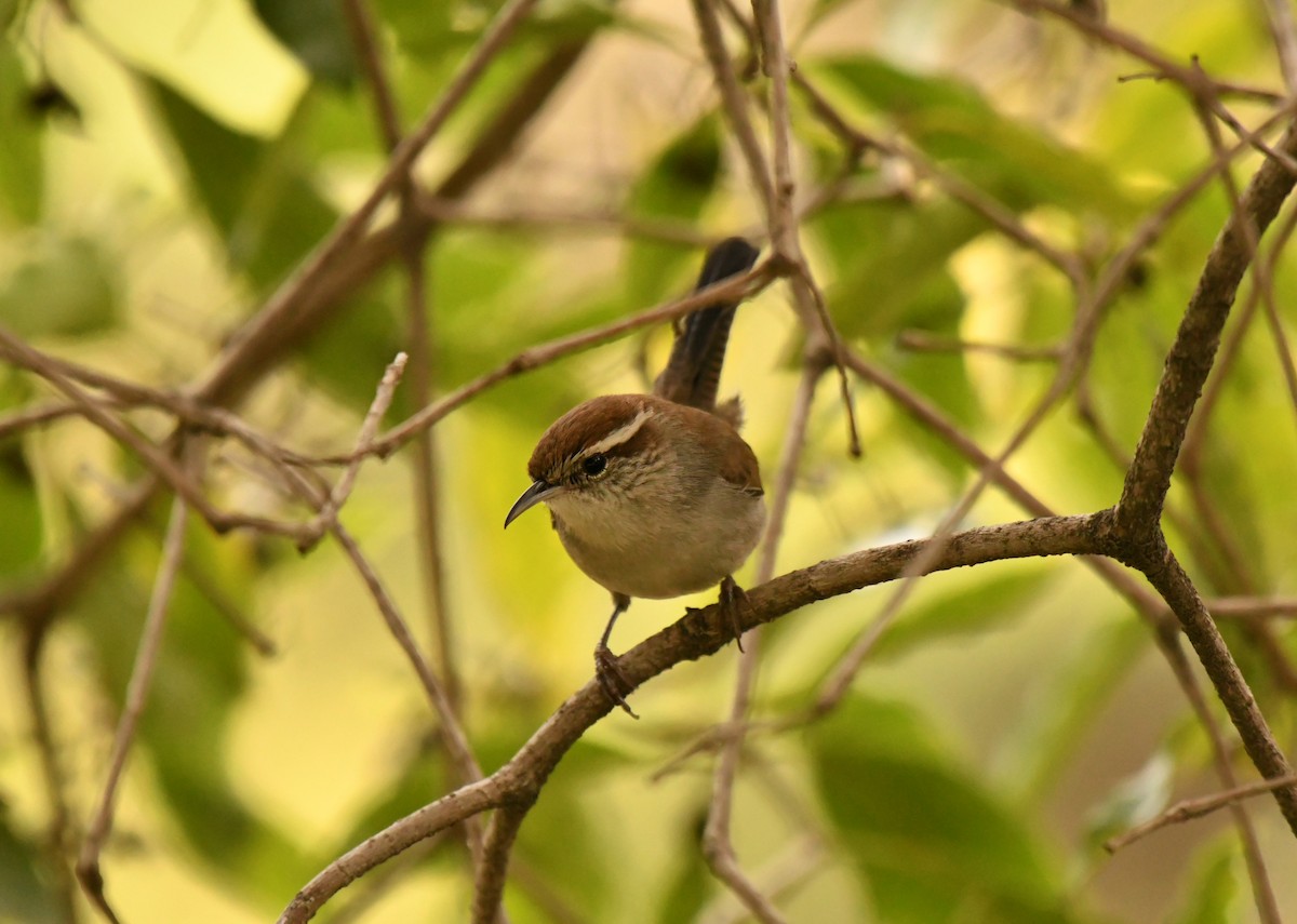 Длиннохвостый крапивник - ML647641768