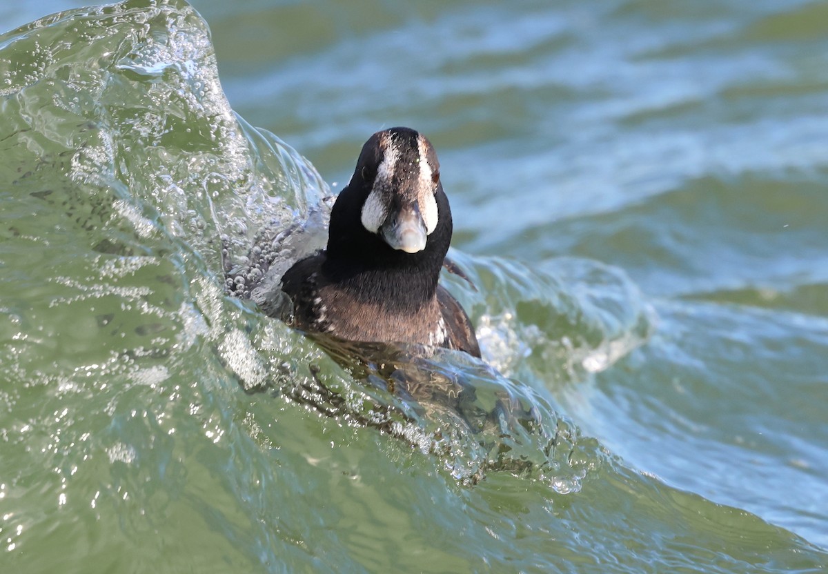 Palyaço Ördeği - ML647641782