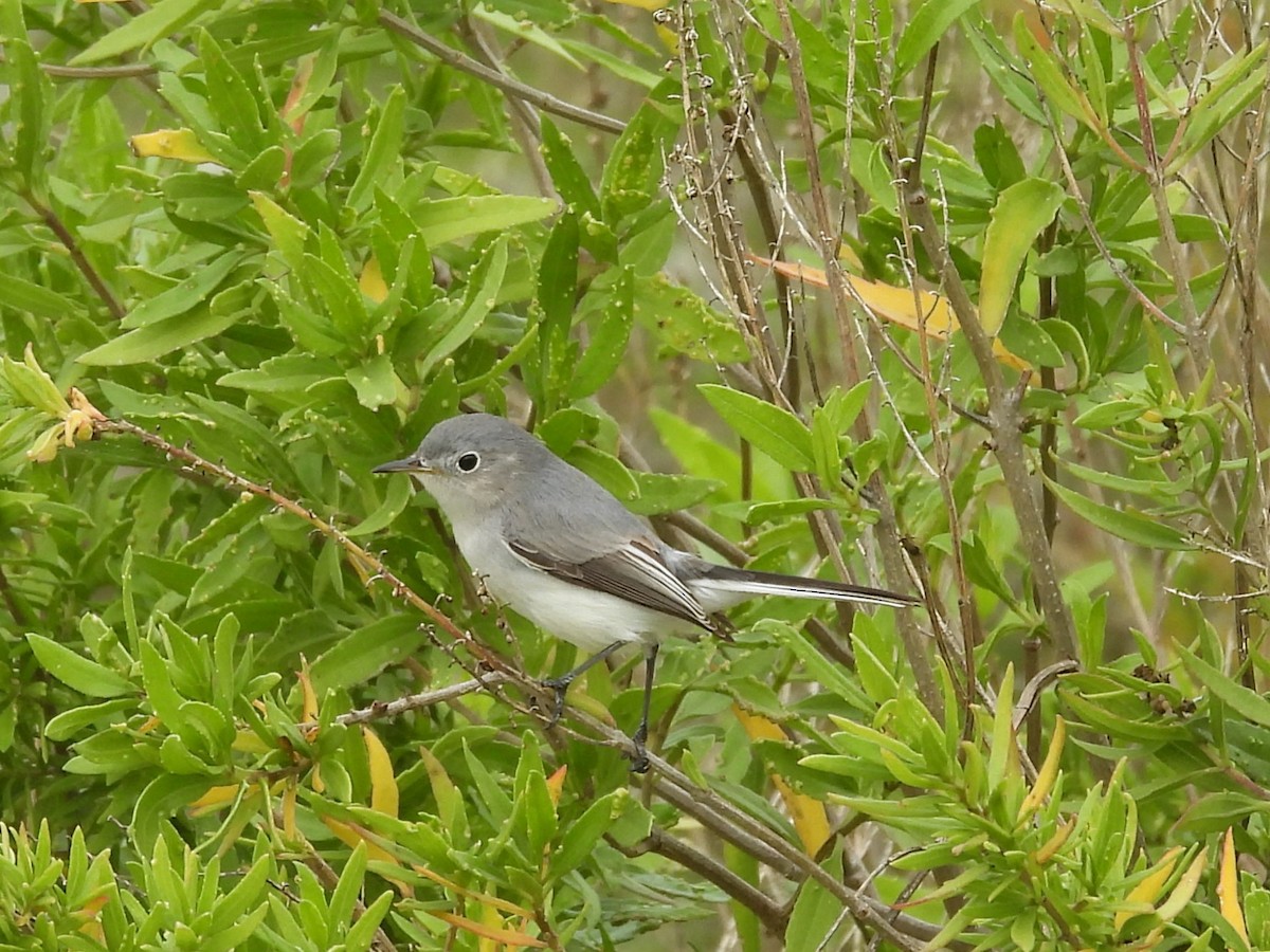 Blue-gray Gnatcatcher - ML647641814