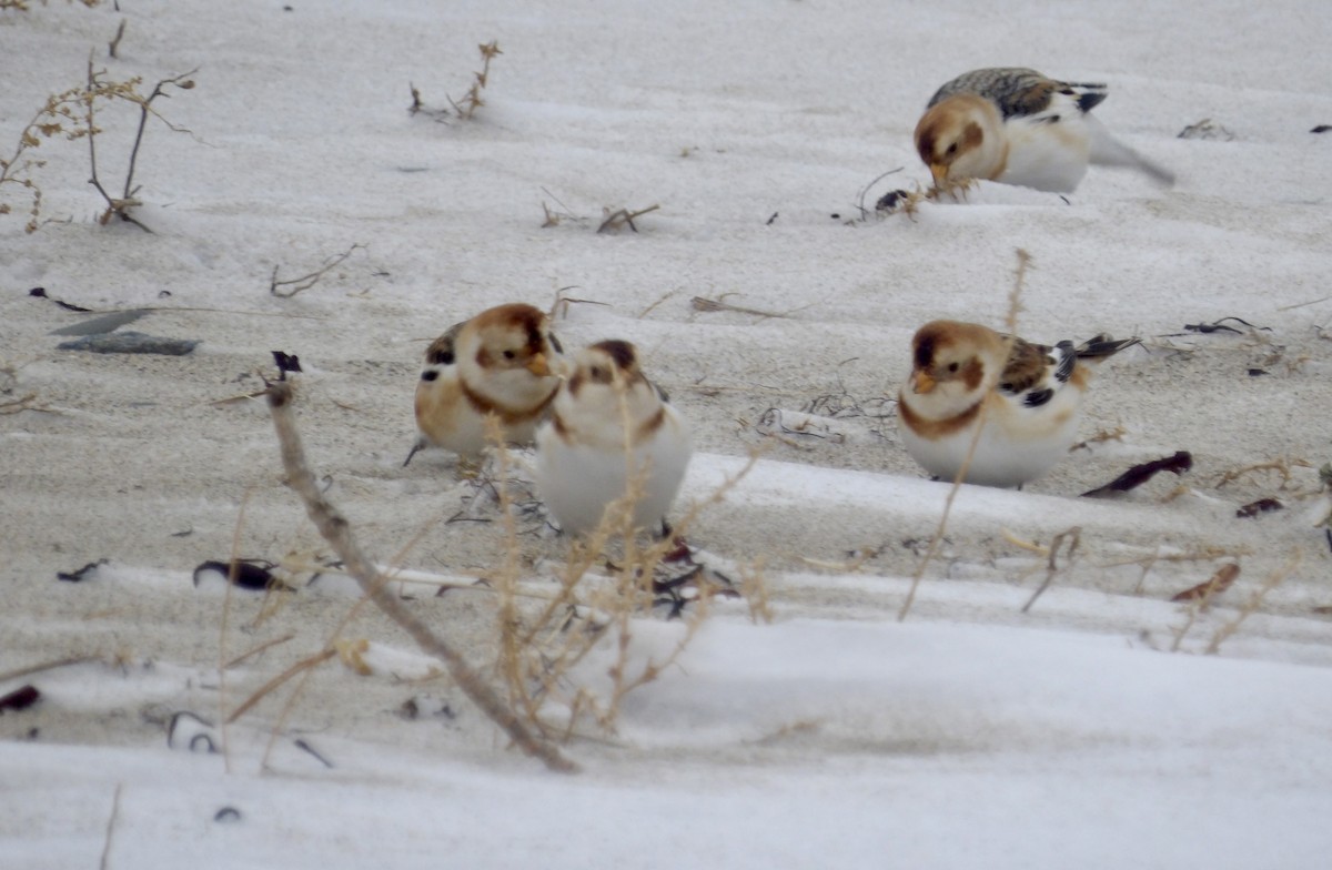 Plectrophane des neiges - ML647641823