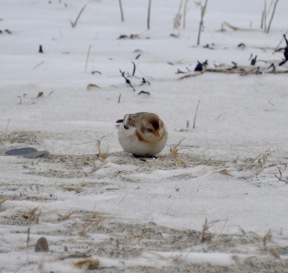 Plectrophane des neiges - ML647641825