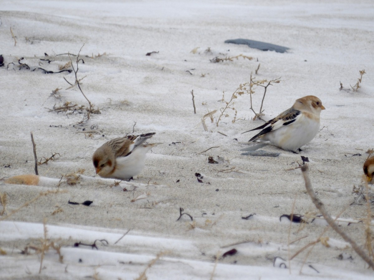 Plectrophane des neiges - ML647641826