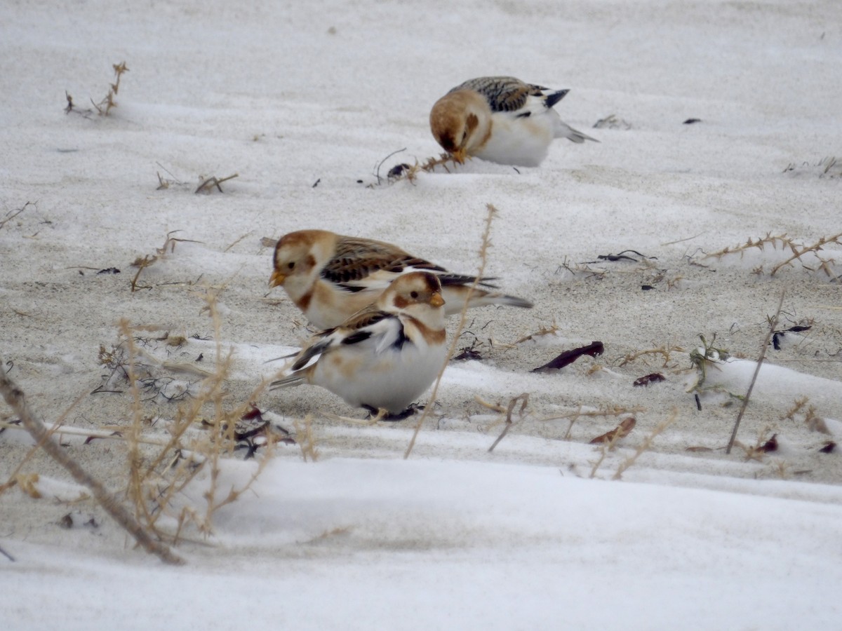Plectrophane des neiges - ML647641829