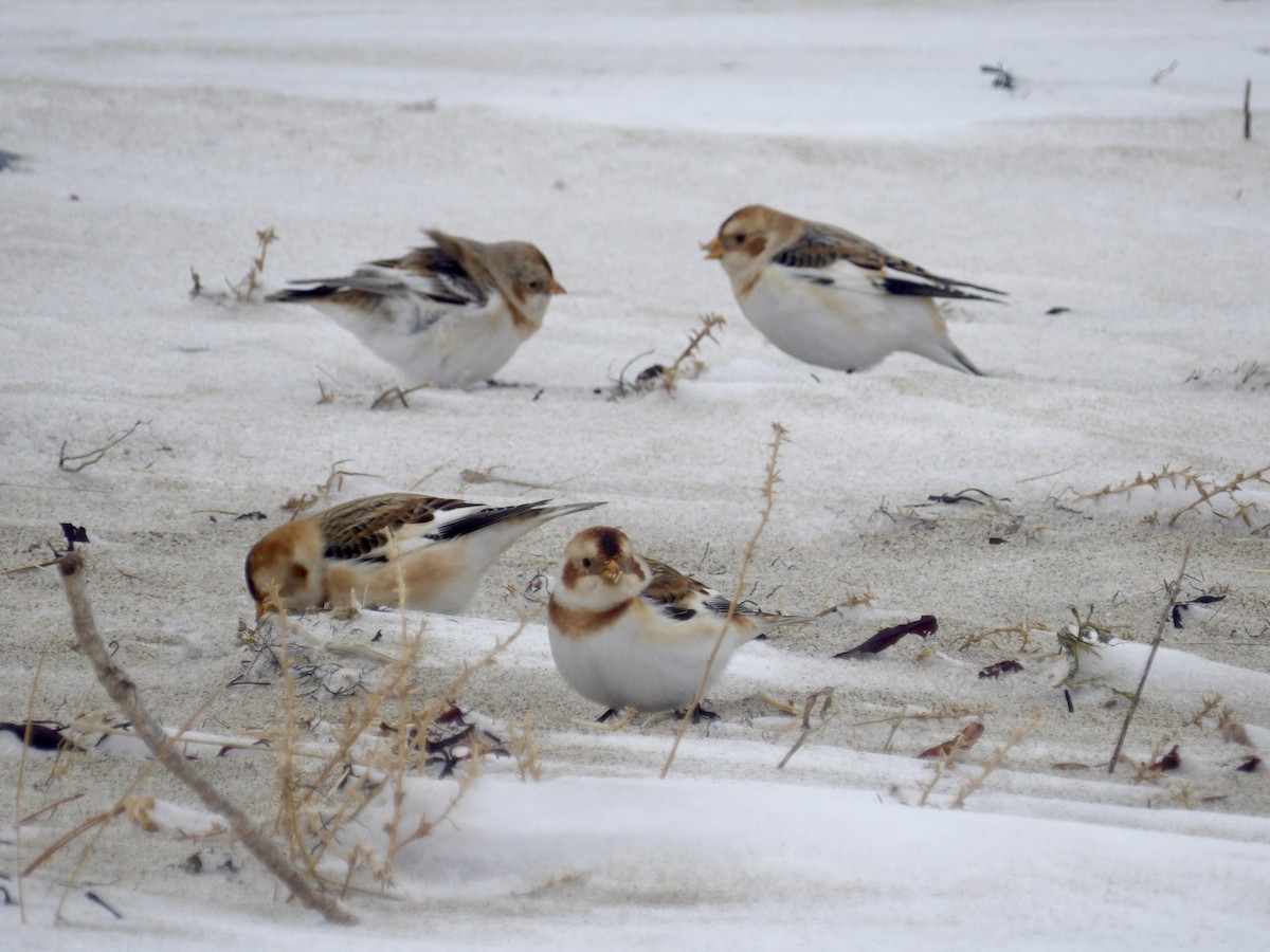 Plectrophane des neiges - ML647641831