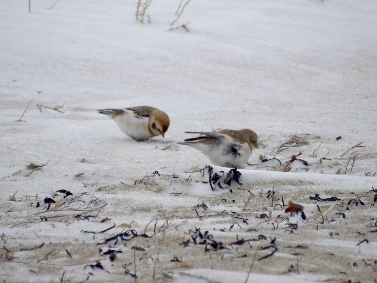 Plectrophane des neiges - ML647641832