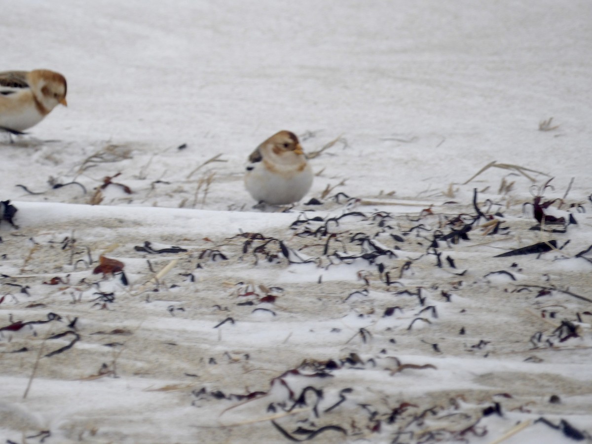 Plectrophane des neiges - ML647641833