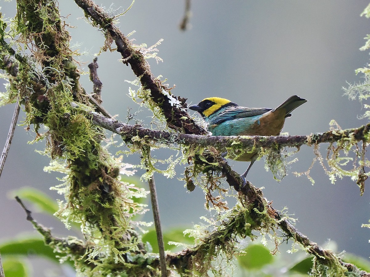 Calliste à tête dorée - ML647641840