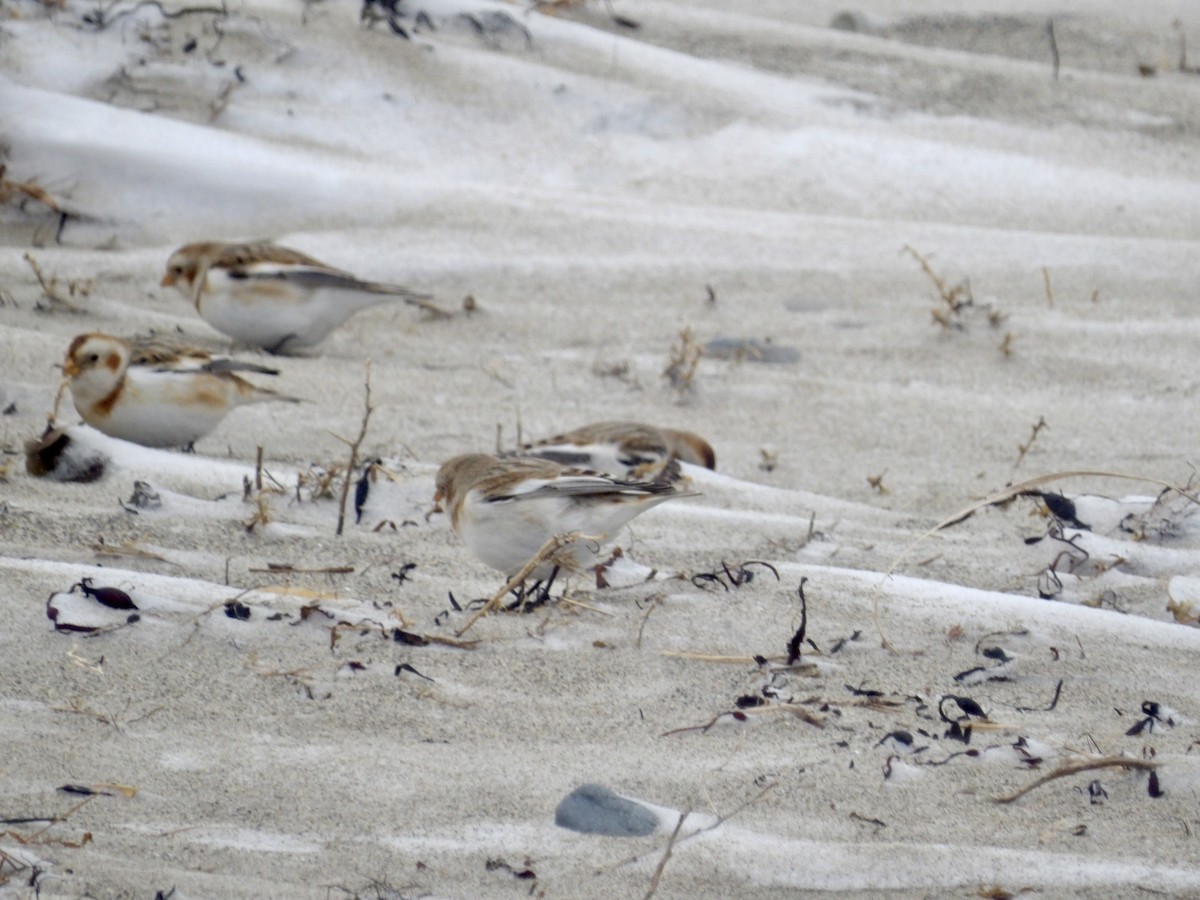 Plectrophane des neiges - ML647641842