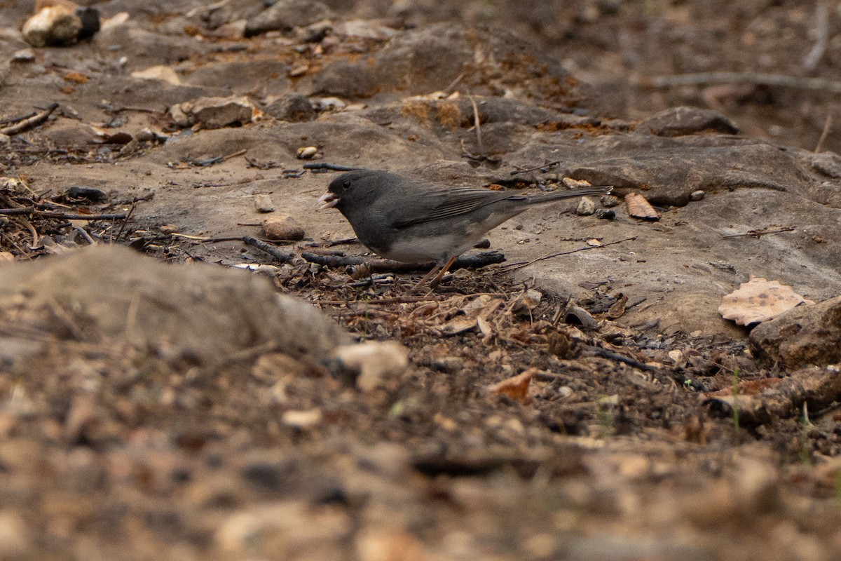 Junco ardoisé - ML647641843