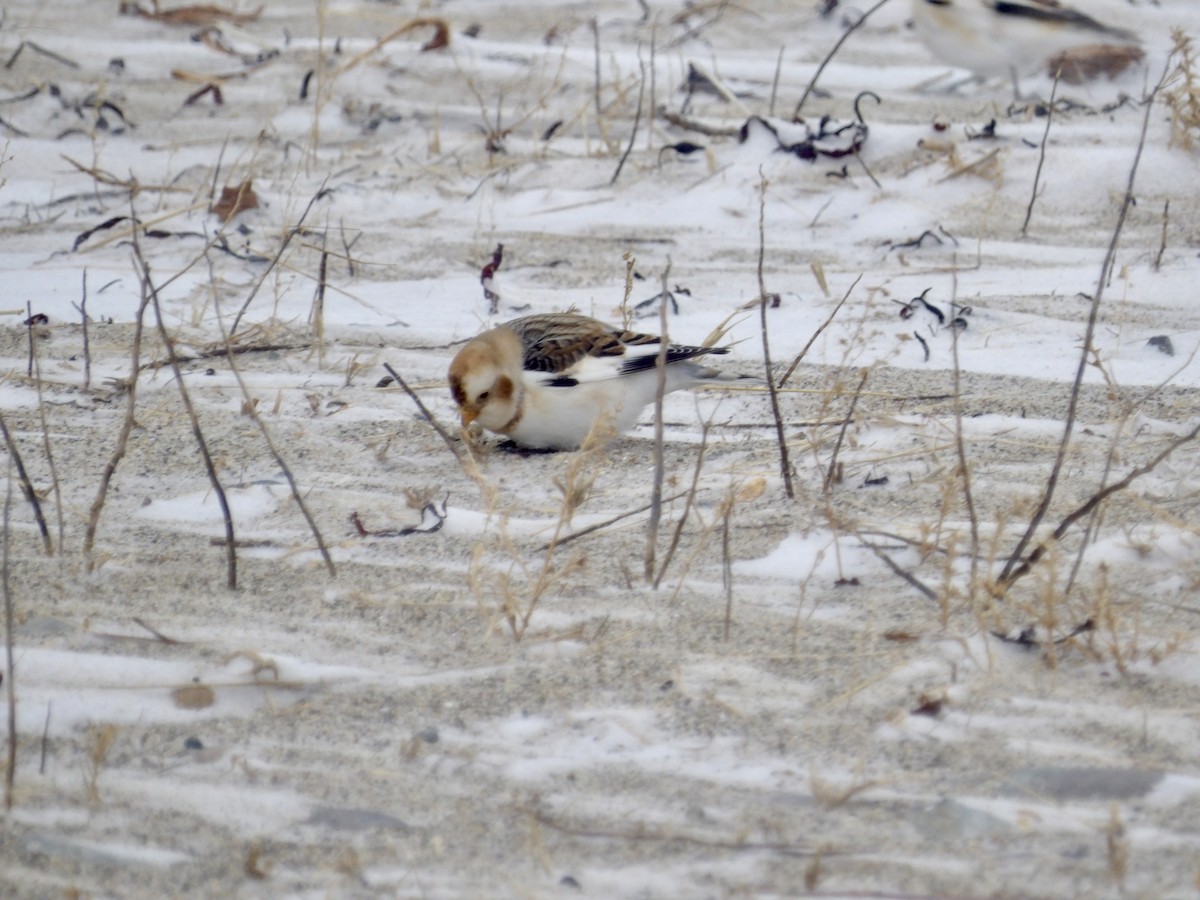 Plectrophane des neiges - ML647641844