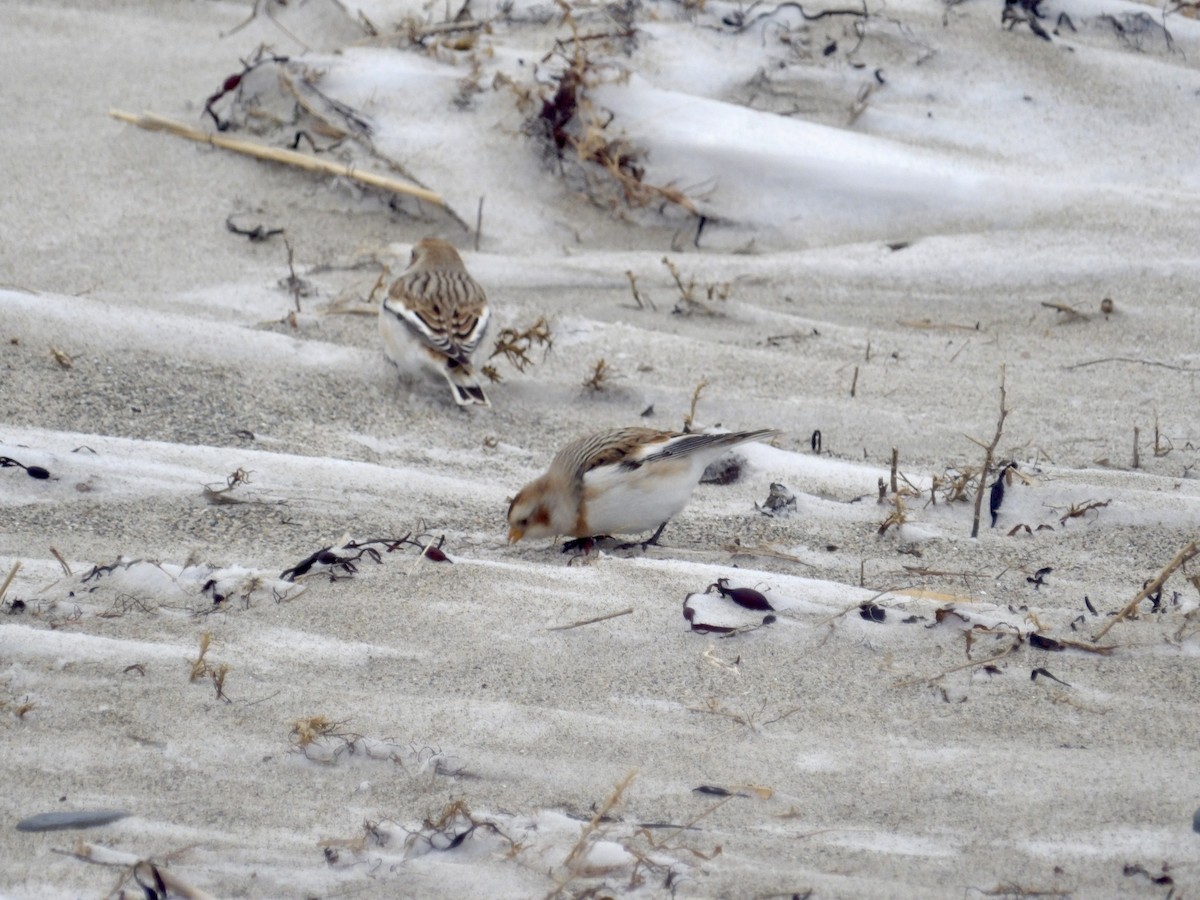 Plectrophane des neiges - ML647641845