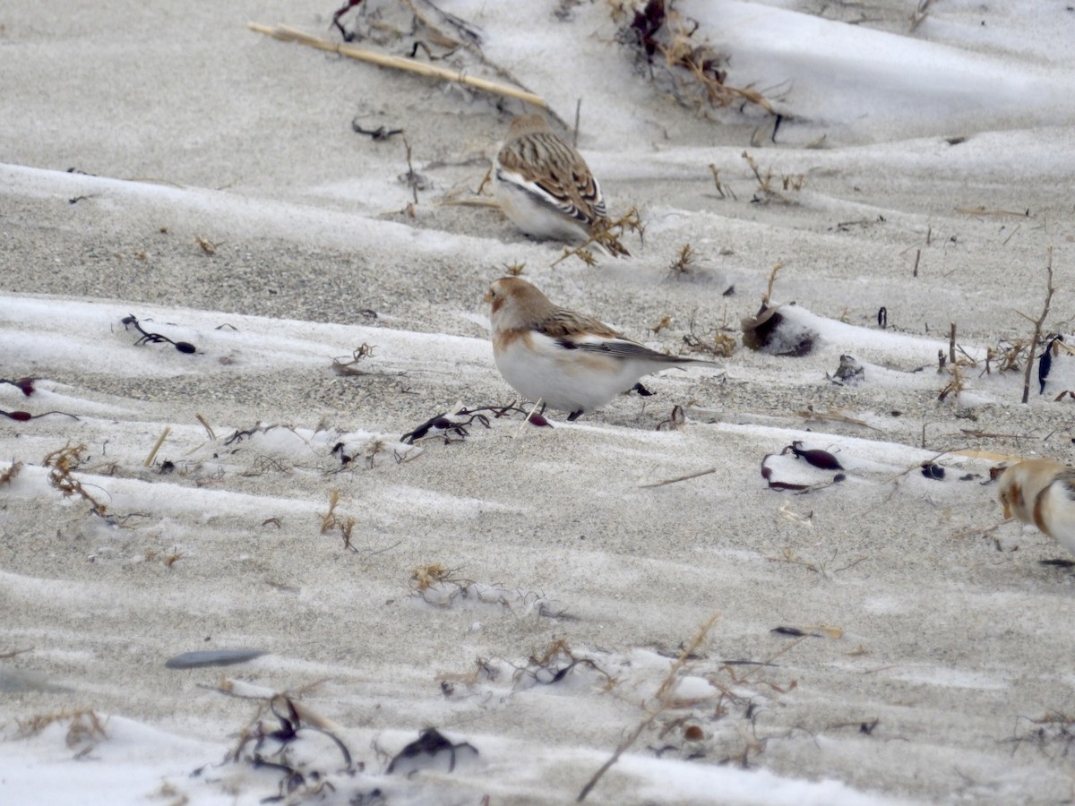 Plectrophane des neiges - ML647641846