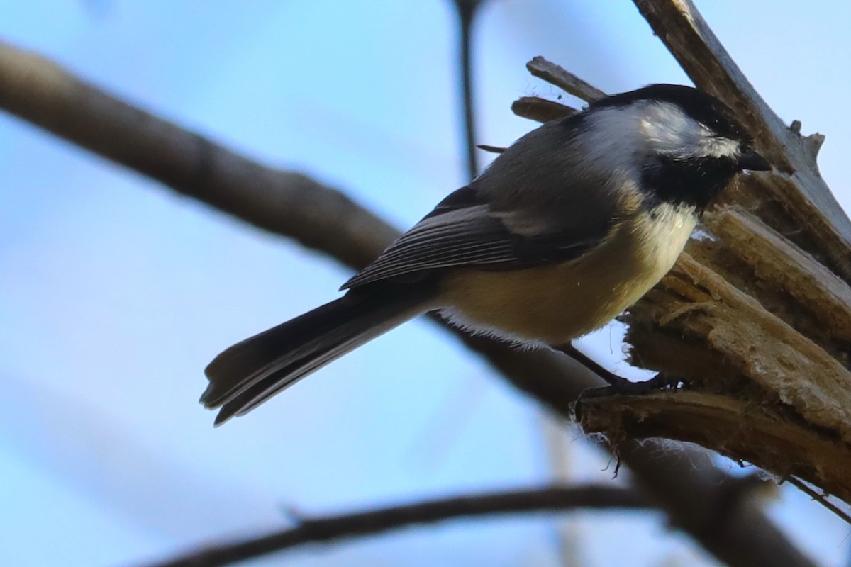 Mésange à tête noire - ML647641849