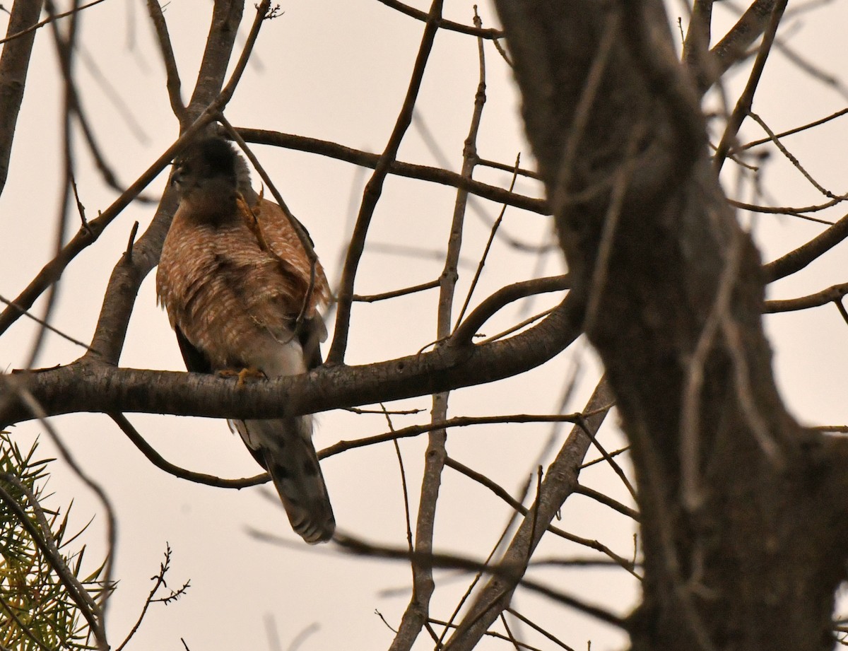 Épervier de Cooper - ML647641852