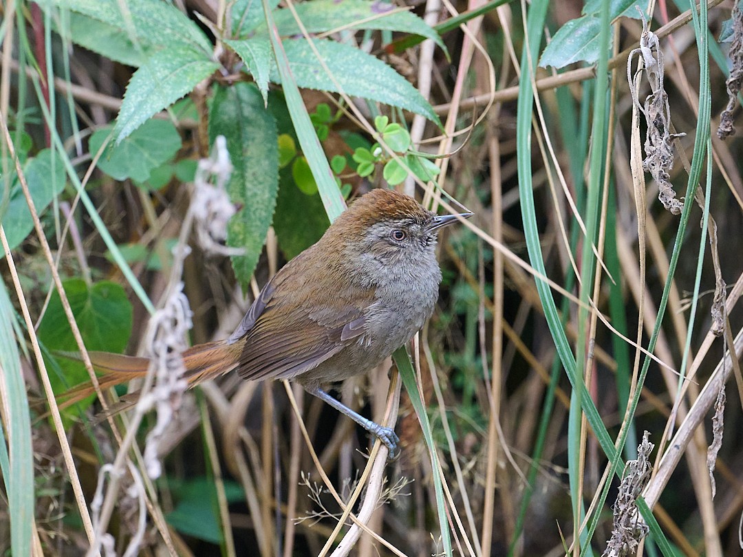 Synallaxe de Heller - ML647641855