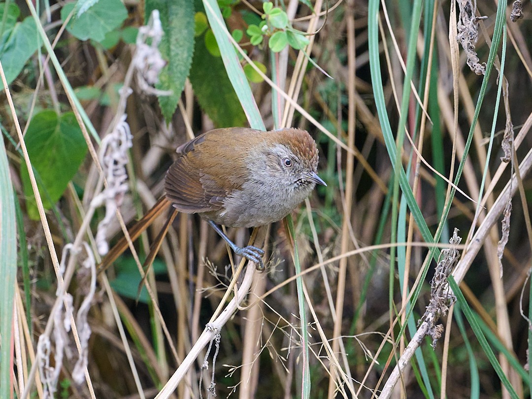 Synallaxe de Heller - ML647641856