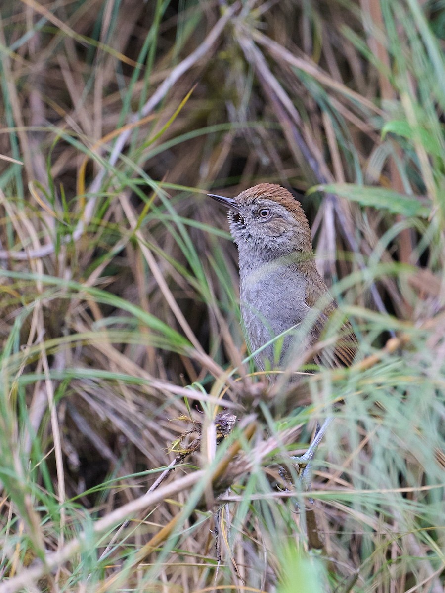 Synallaxe de Heller - ML647641857