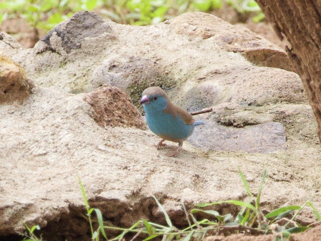 Cordonbleu d'Angola - ML647641860