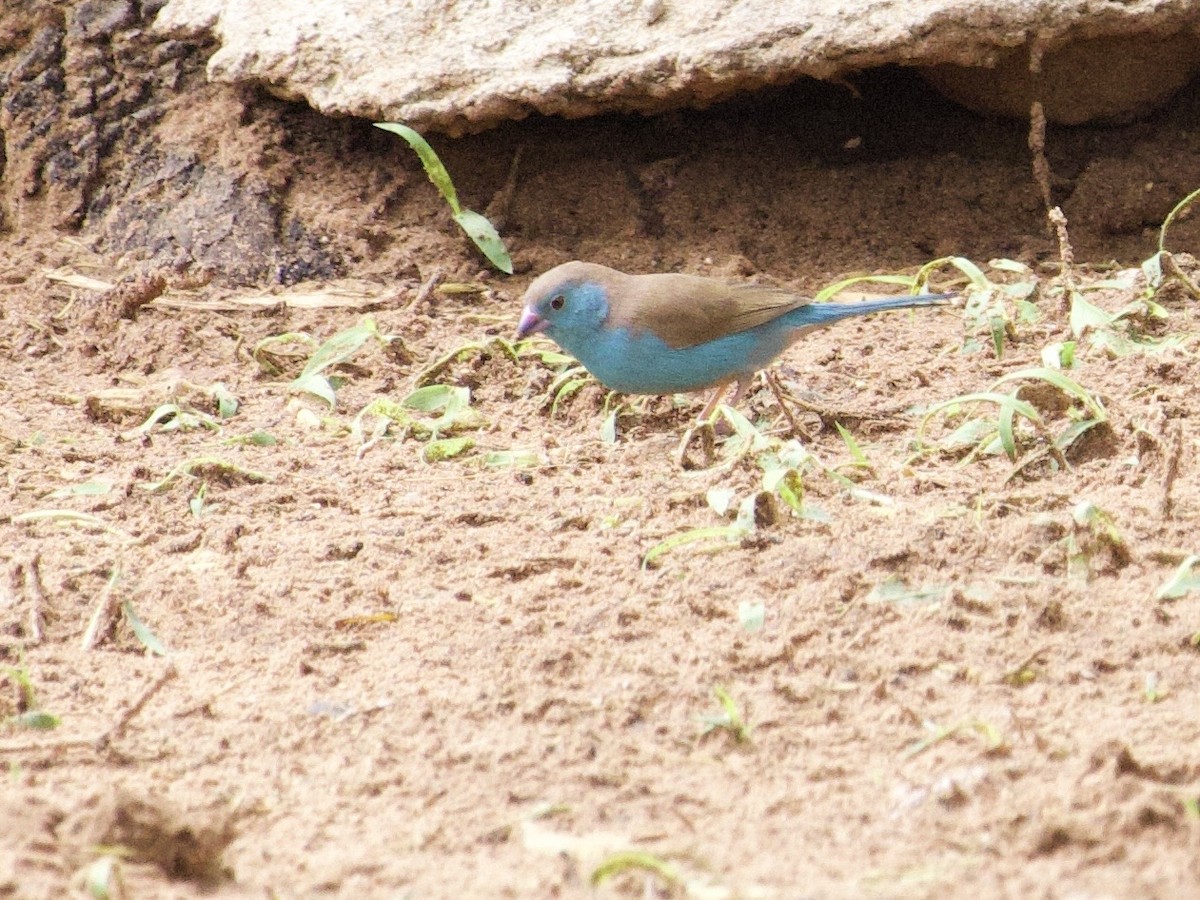 Cordonbleu d'Angola - ML647641861