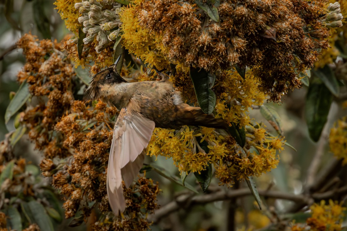Colibri de Stübel - ML647641862