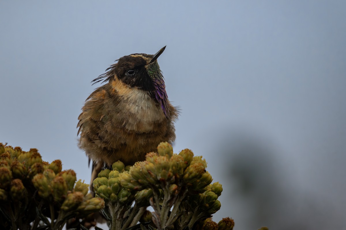 Colibri de Stübel - ML647641863