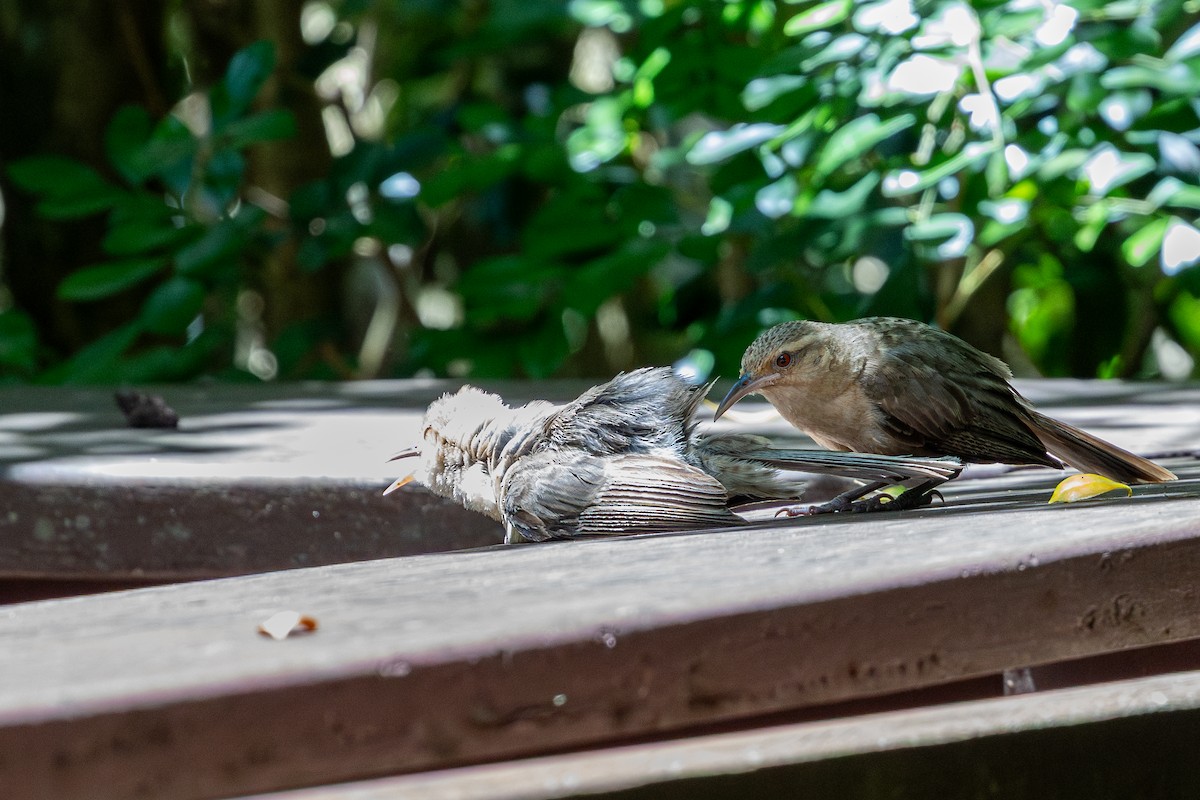 Troglodyte grivelé - ML647641871