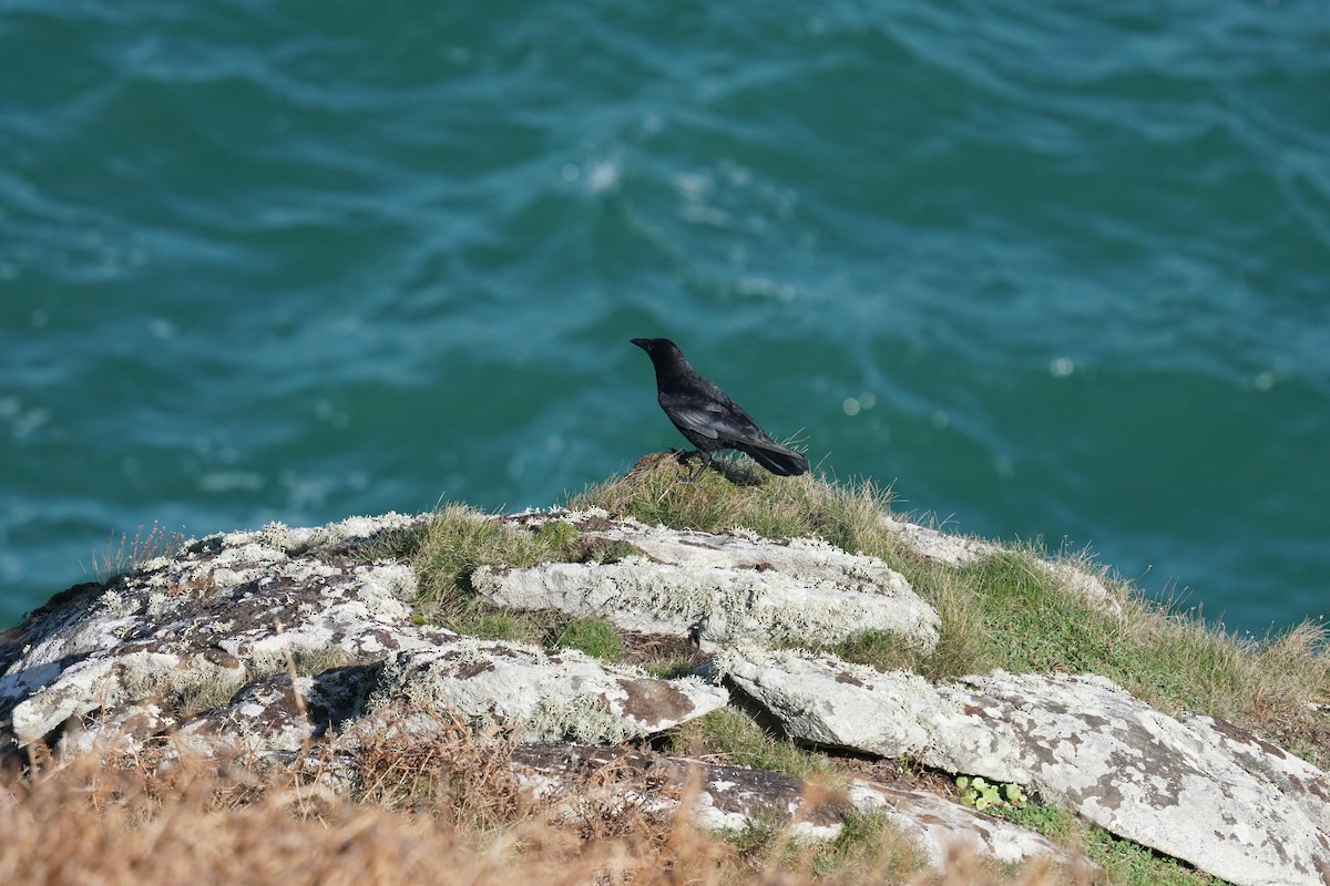 Corneille noire - ML647641872