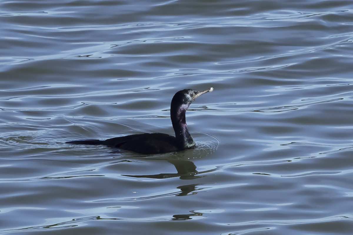 Cormoran pélagique - ML647641874