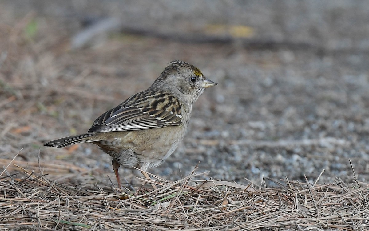 Golden-crowned Sparrow - ML647641893