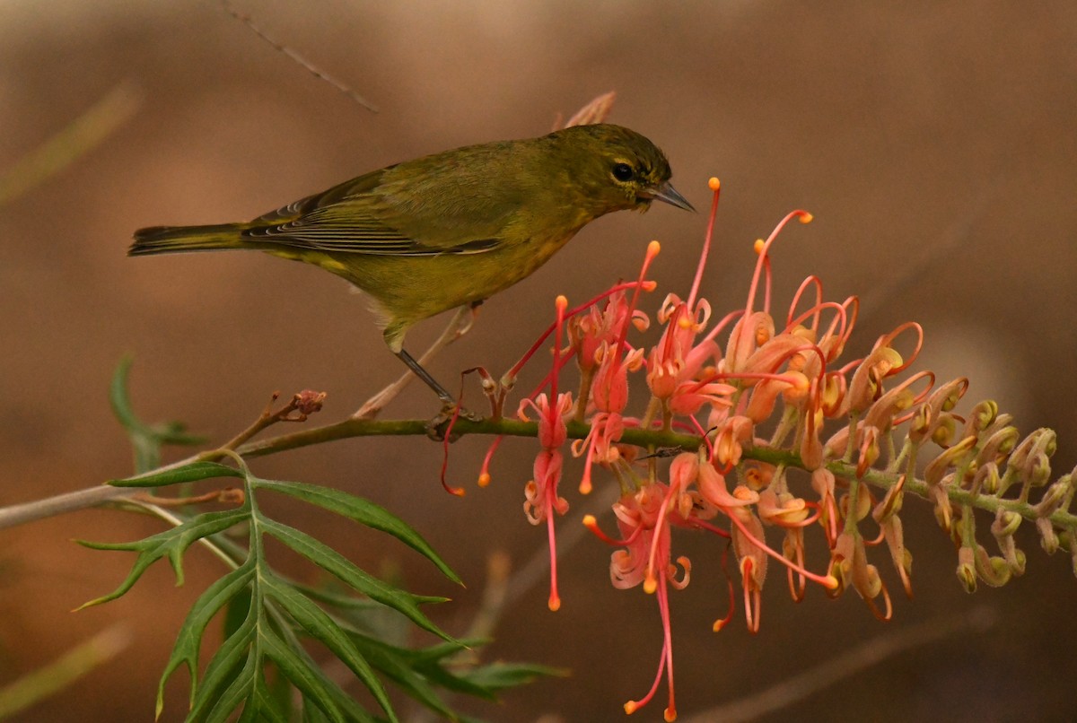 Orange-crowned Warbler - ML647641897