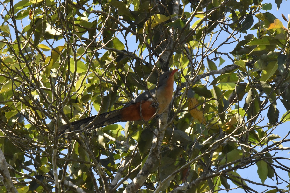 Red-billed Malkoha - ML647641899
