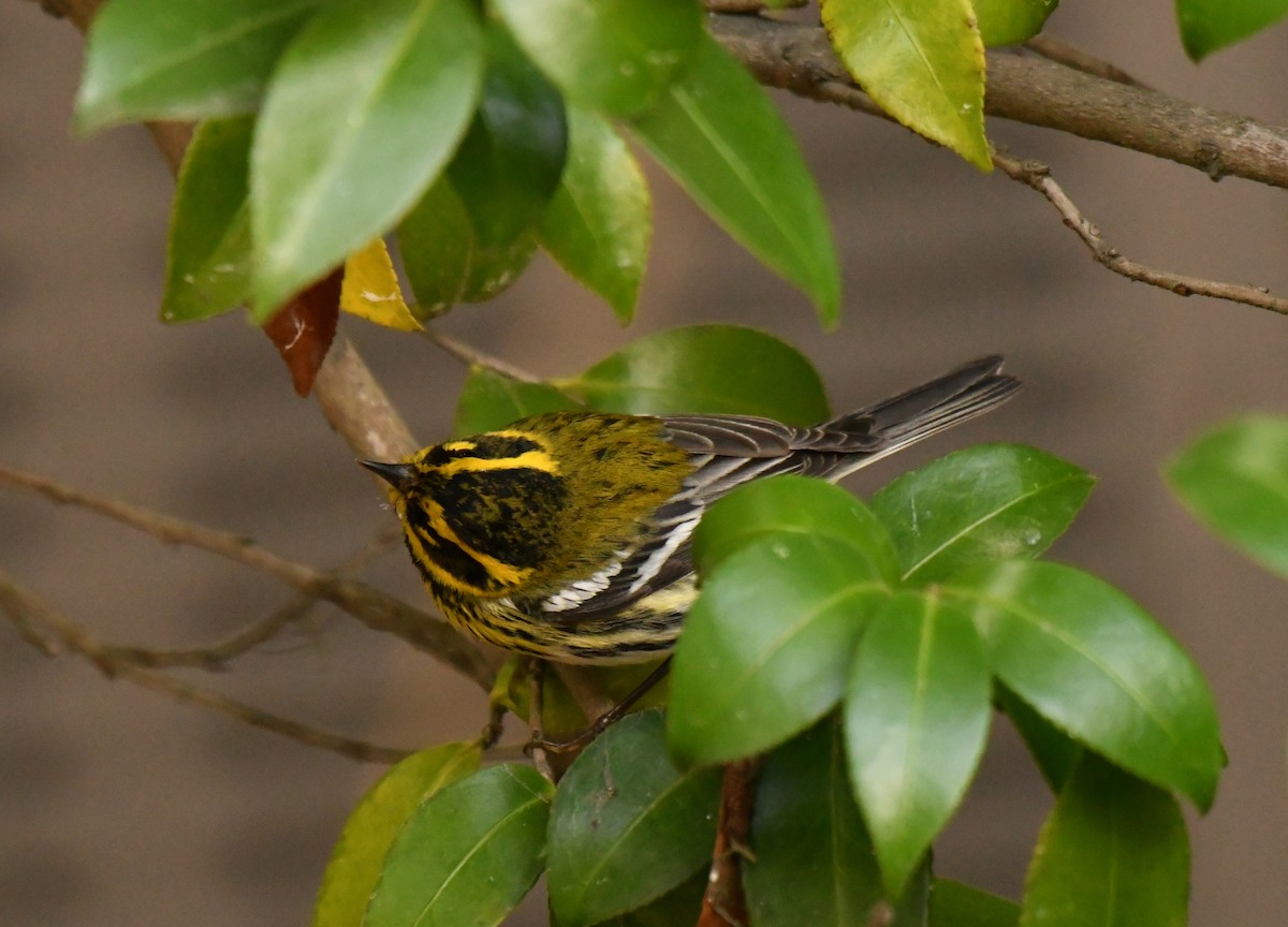Townsend's Warbler - ML647641940