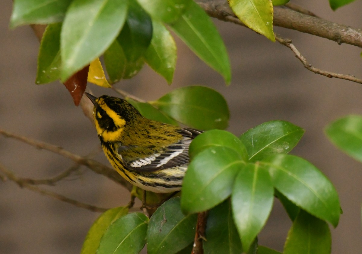 Townsend's Warbler - ML647641945