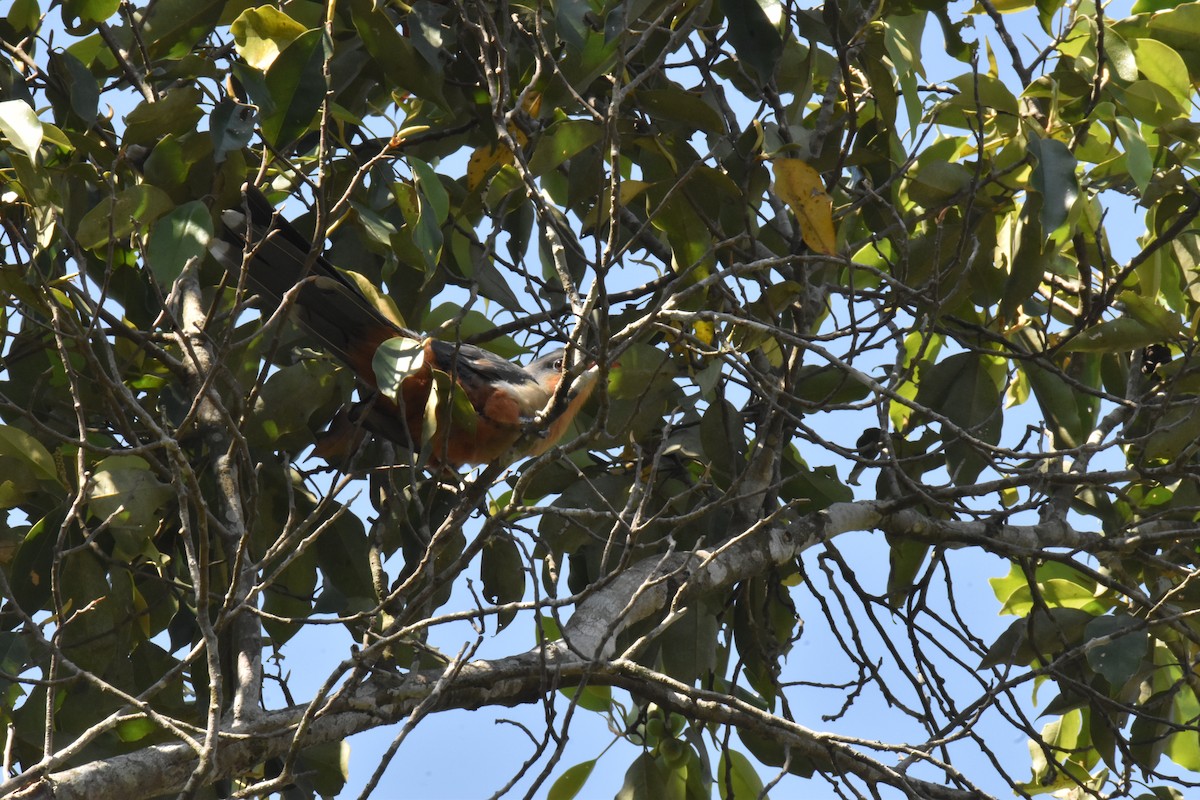 Red-billed Malkoha - ML647641965